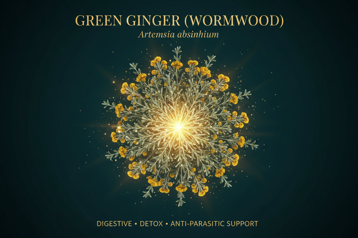 A square graphic card for a herbal supplement of Green Ginger (Wormwood) / Artemisia absinthium. The design features a central, glowing mandala-like illustration of yellow flowers and green stems on a dark teal background.