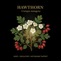 Hawthorn (Crataegus) – Heart, Circulatory & Antioxidant Support, Tincture, Futures ETC