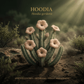 Hoodia editorial image in golden desert light
