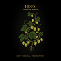 Hops (Humulus lupulus) – Sleep, Hormonal & Nerve Support, Tincture, Futures ETC