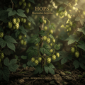 Hops editorial image in golden botanical light