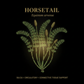 Horsetail (Equisetum) – Silica, Circulatory & Connective Tissue Support, Tincture, Futures ETC