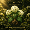 Hydrangea (Hydrangea arborescens) – Kidney, Urinary & Anti-Inflammatory Support, Tincture, Futures ETC