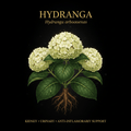 Hydrangea (Hydrangea arborescens) – Kidney, Urinary & Anti - Inflammatory Support, Tincture, Futures ETC