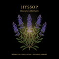 Hyssop (Hyssopus officinalis) – Respiratory, Circulatory & Antiviral Support, Tincture, Futures ETC