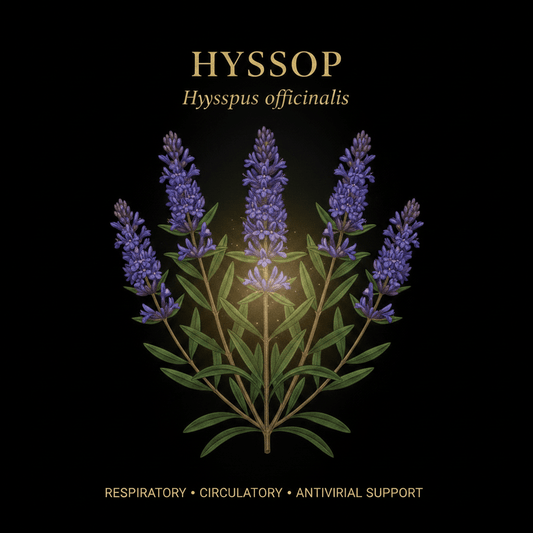 Hyssop (Hyssopus officinalis) – Respiratory, Circulatory & Antiviral Support, Tincture, Futures ETC
