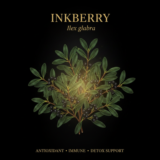 Inkberry - Ilex glabra