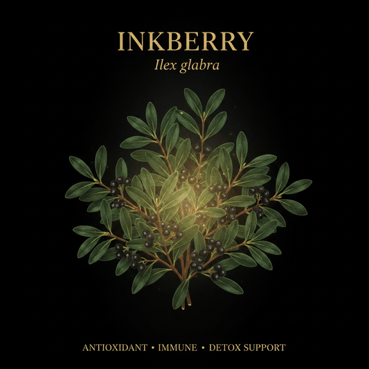 Inkberry / Poke Root (Ilex glabra) – Lymphatic, Immune & Detox Support, Tincture, Futures ETC