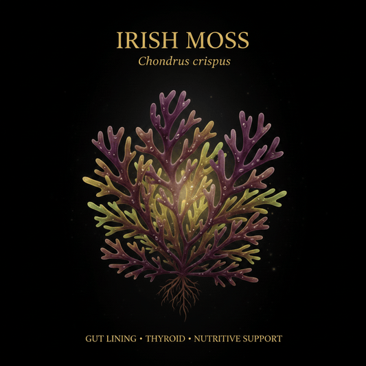 Irish Moss (Chondrus crispus) – Gut Lining, Thyroid & Nutritive Support, Tincture, Futures ETC