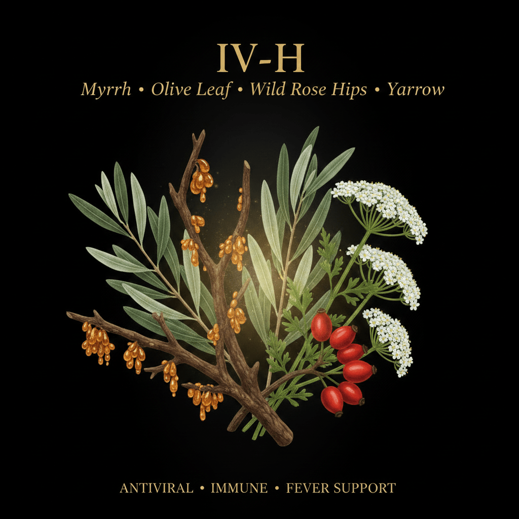 IV - H – Antiviral, Immune & Fever Support | Myrrh, Olive Leaf, Wild Rose Hips & Yarrow, Tincture, Futures ETC
