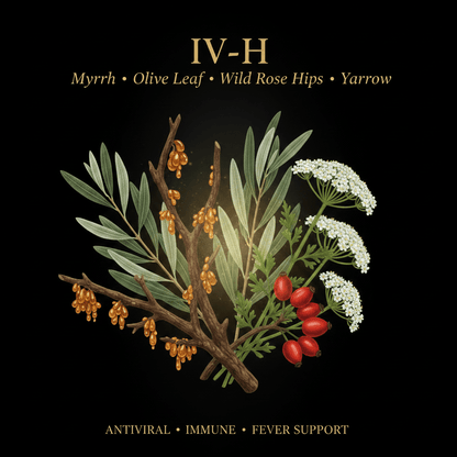 IV - H – Antiviral, Immune & Fever Support | Myrrh, Olive Leaf, Wild Rose Hips & Yarrow, Tincture, Futures ETC