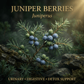 Juniper berries editorial image in golden evergreen light