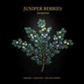 Juniper Berries (Juniperus) – Urinary, Digestive & Detox Support, Tincture, Futures ETC
