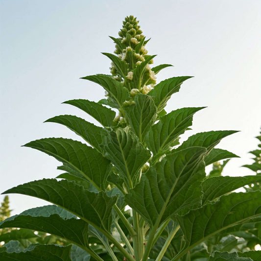 Maca (Lepidium meyenii) - Futures ETC Tincture