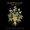 Marshmallow (Althaea officinalis) – Soothing Respiratory, Digestive & Urinary Support, Tincture, Futures ETC