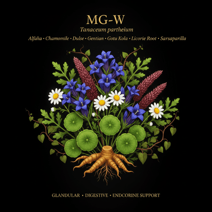 MG - W – Glandular, Digestive & Endocrine Support | 8 - Herb Blend, Tincture, Futures ETC