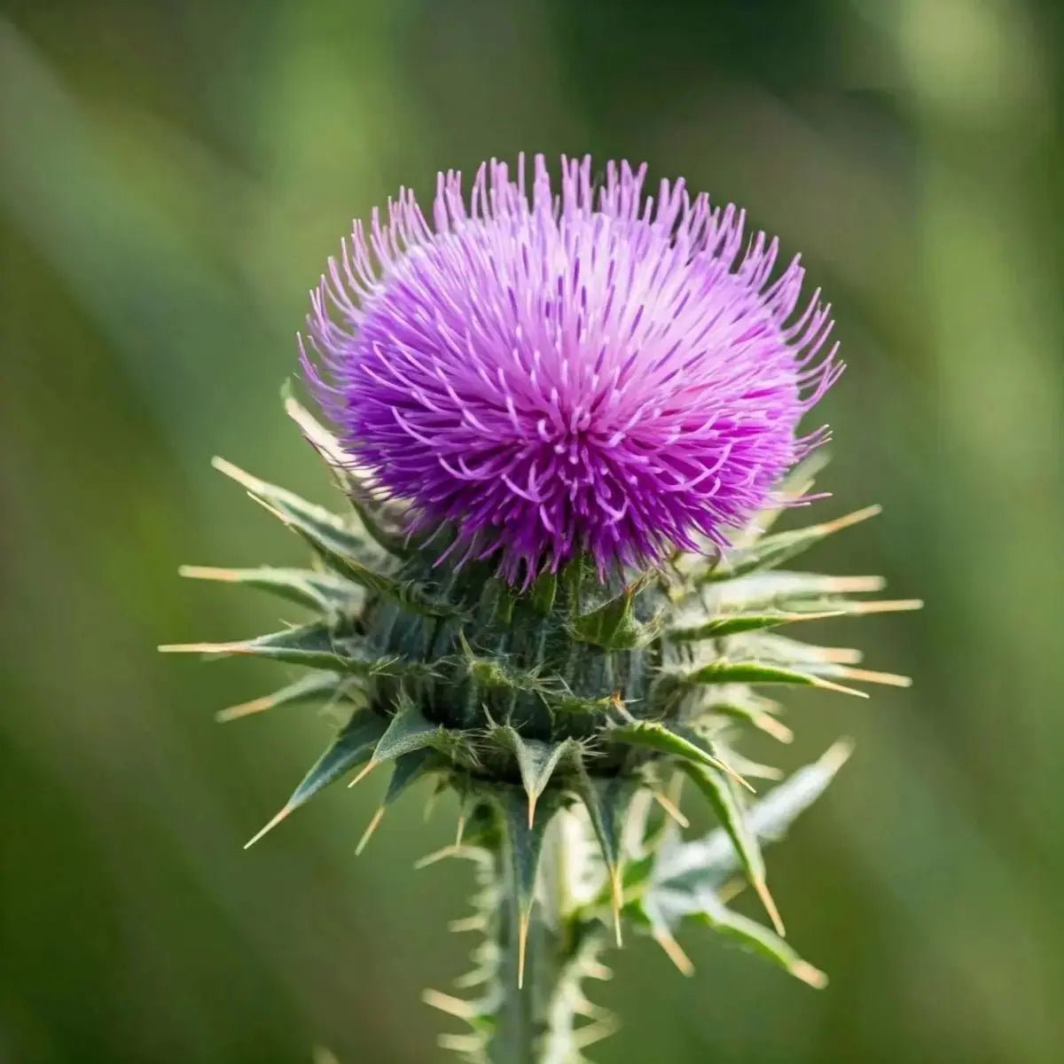 Milk Thistle (Silybum marianum) - Futures ETC Tincture