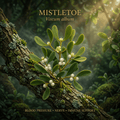 Mistletoe editorial image in golden woodland light