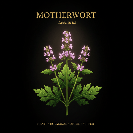 Motherwort (Leonurus) – Heart, Hormonal & Uterine Support, Tincture, Futures ETC