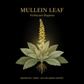 Mullein Leaf (Verbascum) – Respiratory, Nerve & Anti-Inflammatory Support, Tincture, Futures ETC