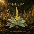 Mullein Leaf (Verbascum) – Respiratory, Nerve & Anti-Inflammatory Support, Tincture, Futures ETC