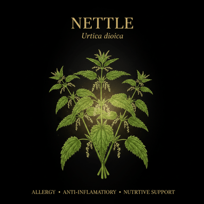 Nettle (Urtica dioica) – Iron - Rich, Circulatory & Anti - Inflammatory Support, Tincture, Futures ETC