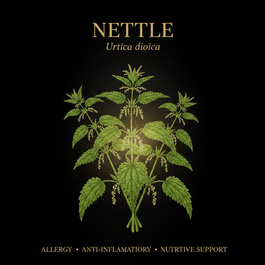 Nettle (Urtica dioica) – Iron - Rich, Circulatory & Anti - Inflammatory Support, Tincture, Futures ETC