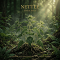 Nettle editorial image in golden woodland light