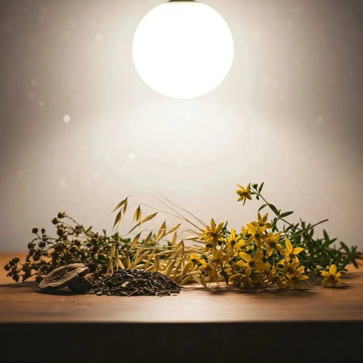 NP - T (Indian Sarsaparilla, Oat Straw, Scullcap, St. John's Wort) - Futures ETC Tincture