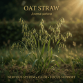 Oat straw editorial image in golden field-edge light