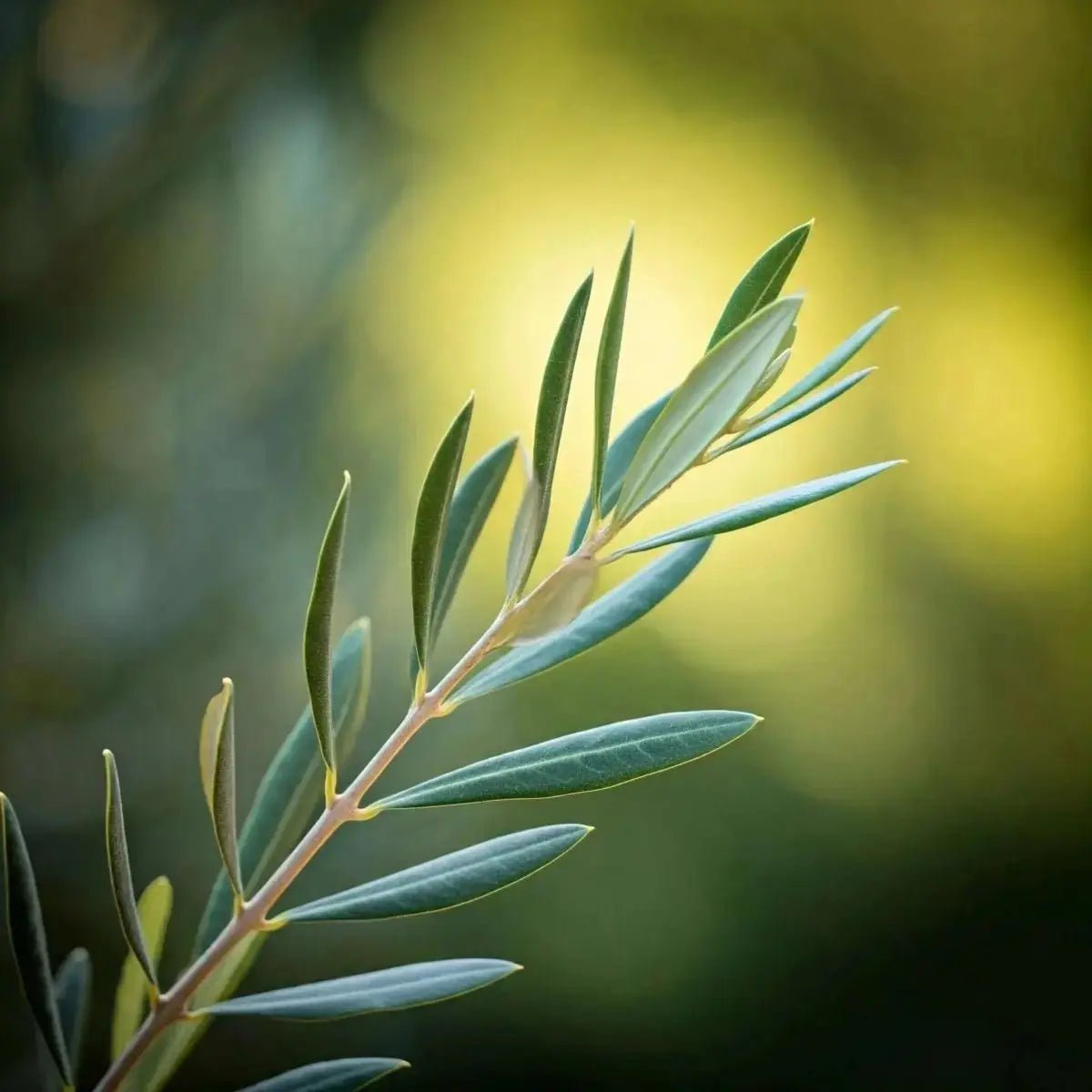 Olive Leaf (Olea europaea) - Futures ETC Tincture