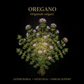 Oregano Oil (Origanum vulgare) – Potent Antimicrobial, Immune & Antifungal Support, Tincture, Futures ETC