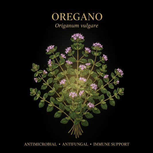 Oregano Oil (Origanum vulgare) – Potent Antimicrobial, Immune & Antifungal Support, Tincture, Futures ETC