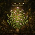 Oregano Oil (Origanum vulgare) – Potent Antimicrobial, Immune & Antifungal Support, Tincture, Futures ETC