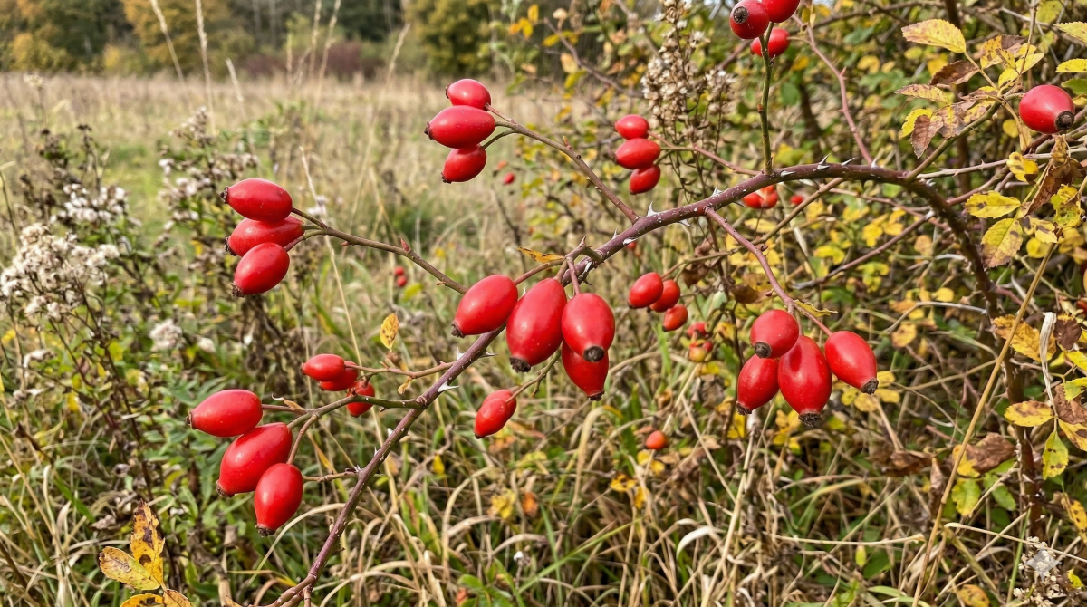 Organic Wild Rose Hips (Rosa canina), Tincture, Futures ETC