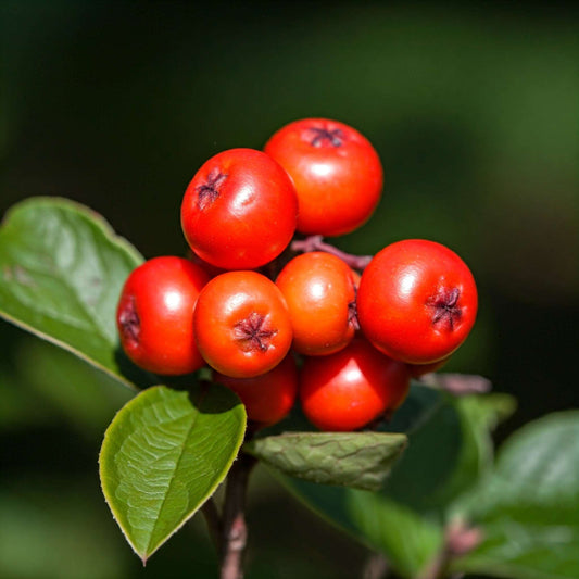 Partridge Berry (Mitchella repens) - Futures ETC Tincture