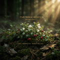 Partridge berry editorial image in golden woodland light