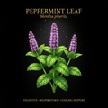 Peppermint Leaf (Mentha piperita) Extract & Oil – Digestive, Respiratory & Cooling Support, Tincture, Futures ETC