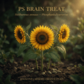 PS Brain Treat editorial image with golden-lit sunflowers