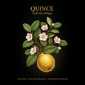 Quince (Cydonia oblonga) – Digestive, Anti - Inflammatory & Antioxidant Support, Tincture, Futures ETC