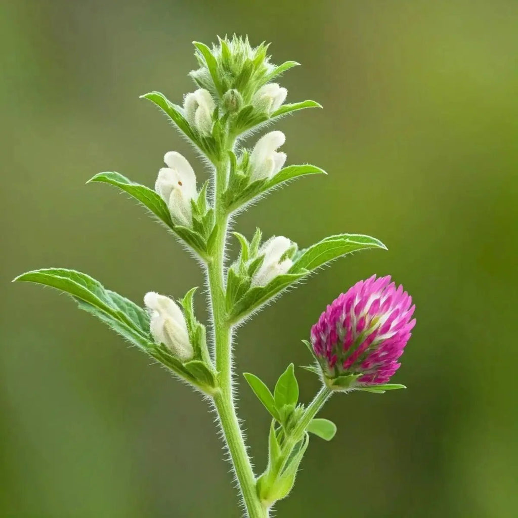Red Clover Blended (Buchu, Greasewood, Red Clover) - Futures ETC Tincture
