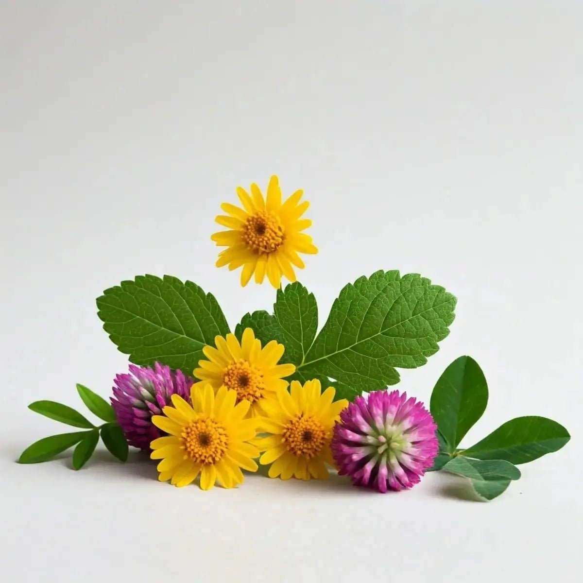 Red Clover Blended (Buchu, Greasewood, Red Clover) - Futures ETC Tincture