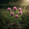 Red clover editorial image in golden meadow light