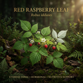 Red raspberry leaf editorial image in golden woodland light