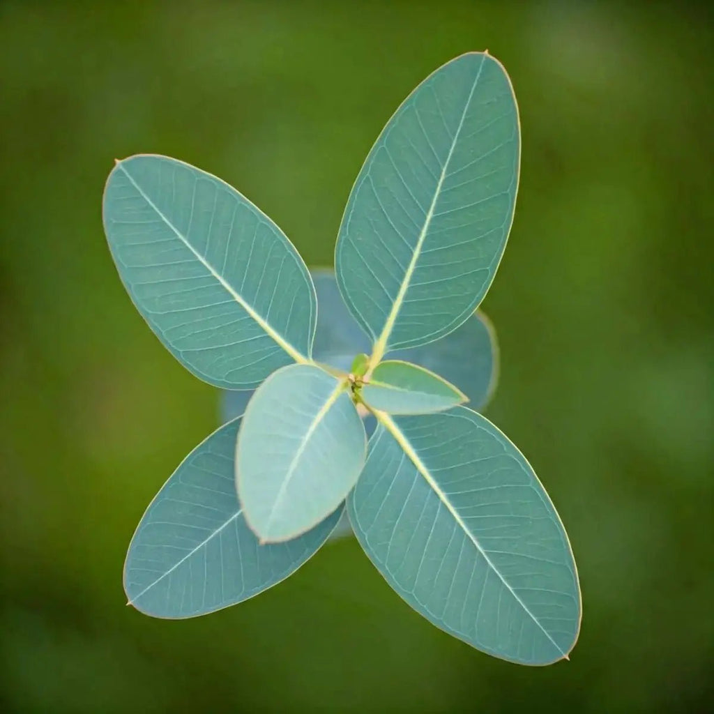Eucalyptus Extract (Eucalyptus) and (Eucalyptus globulus) Oil - Futures ETC Tincture