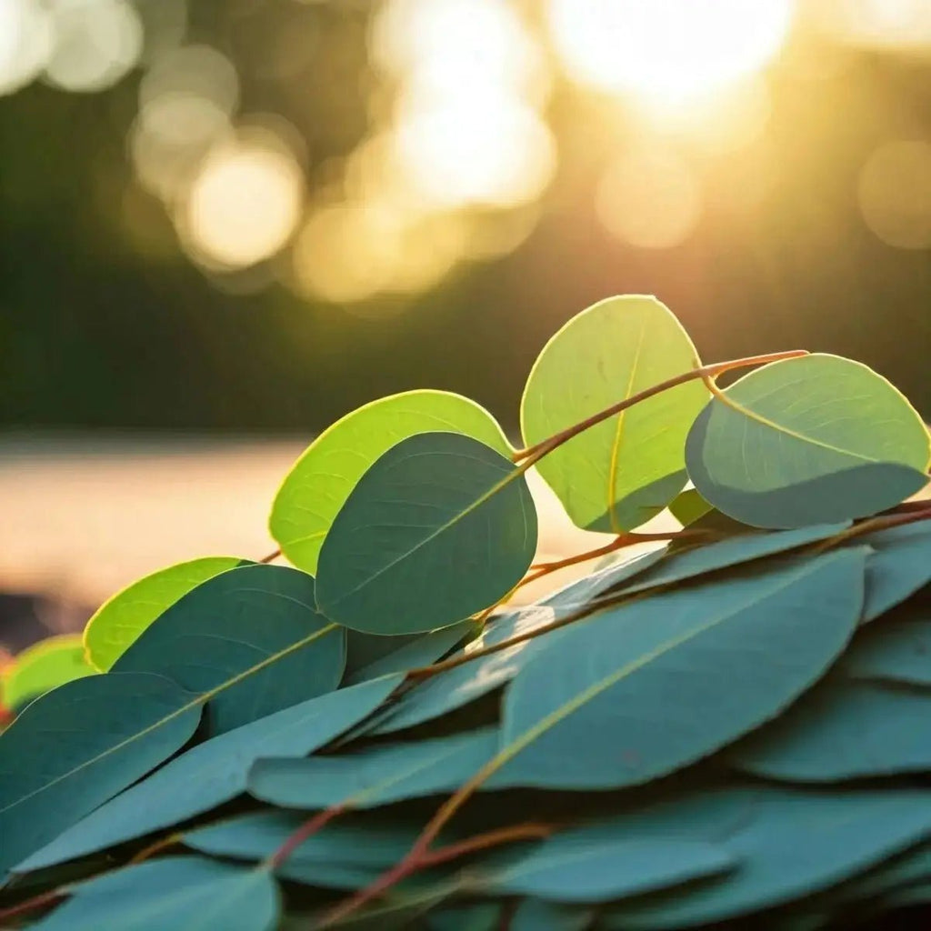 Eucalyptus Extract (Eucalyptus) and (Eucalyptus globulus) Oil - Futures ETC Tincture