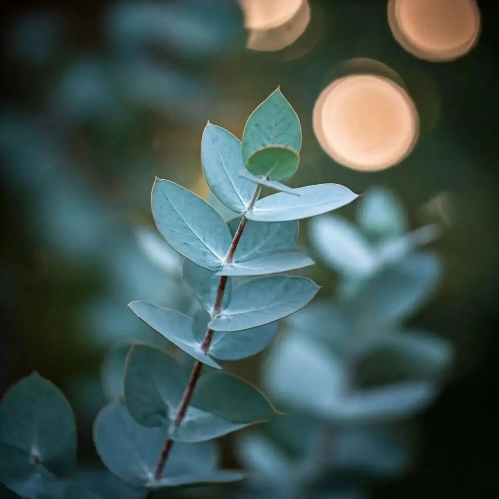 Eucalyptus Extract (Eucalyptus) and (Eucalyptus globulus) Oil - Futures ETC Tincture