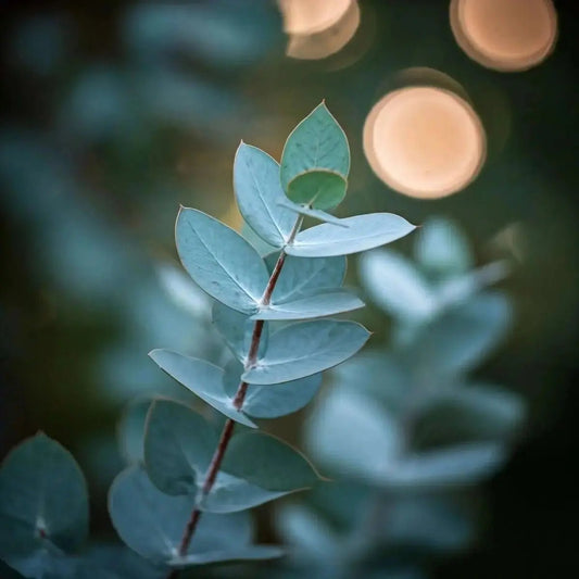 Eucalyptus Extract (Eucalyptus) and (Eucalyptus globulus) Oil - Futures ETC Tincture