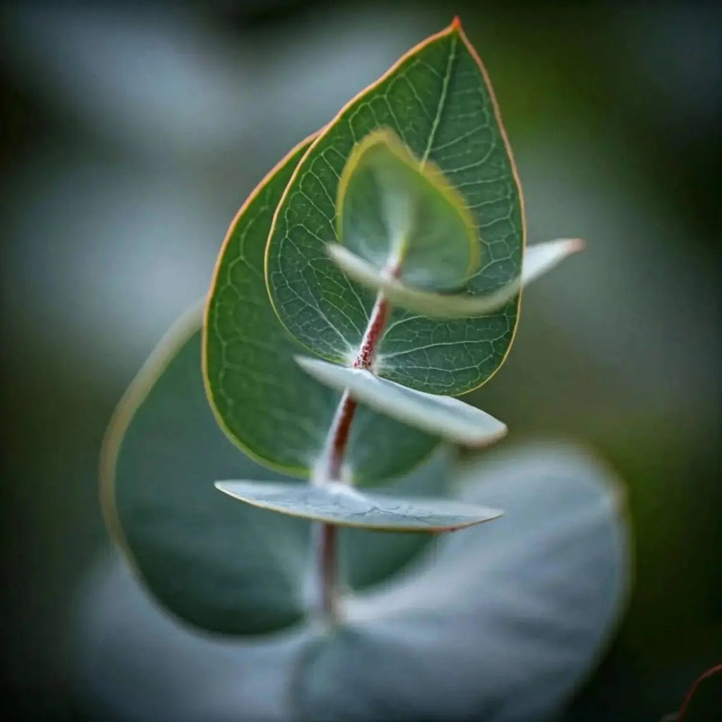 Eucalyptus Extract (Eucalyptus) and (Eucalyptus globulus) Oil - Futures ETC Tincture
