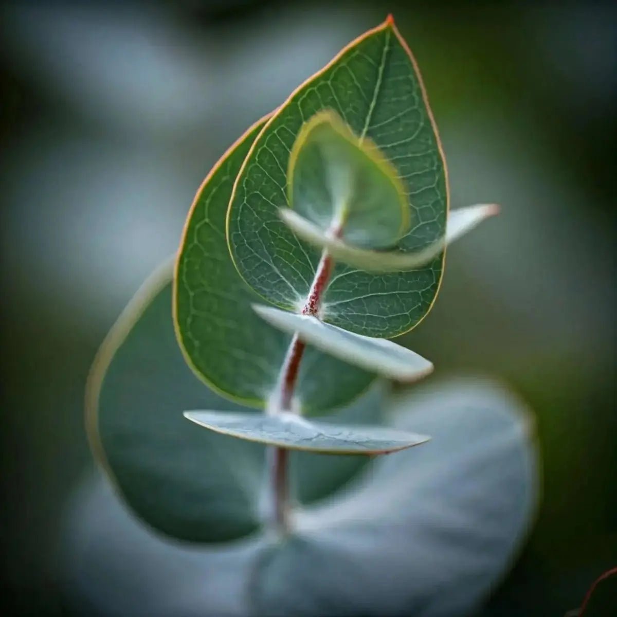 Eucalyptus Extract (Eucalyptus) and (Eucalyptus globulus) Oil - Futures ETC Tincture